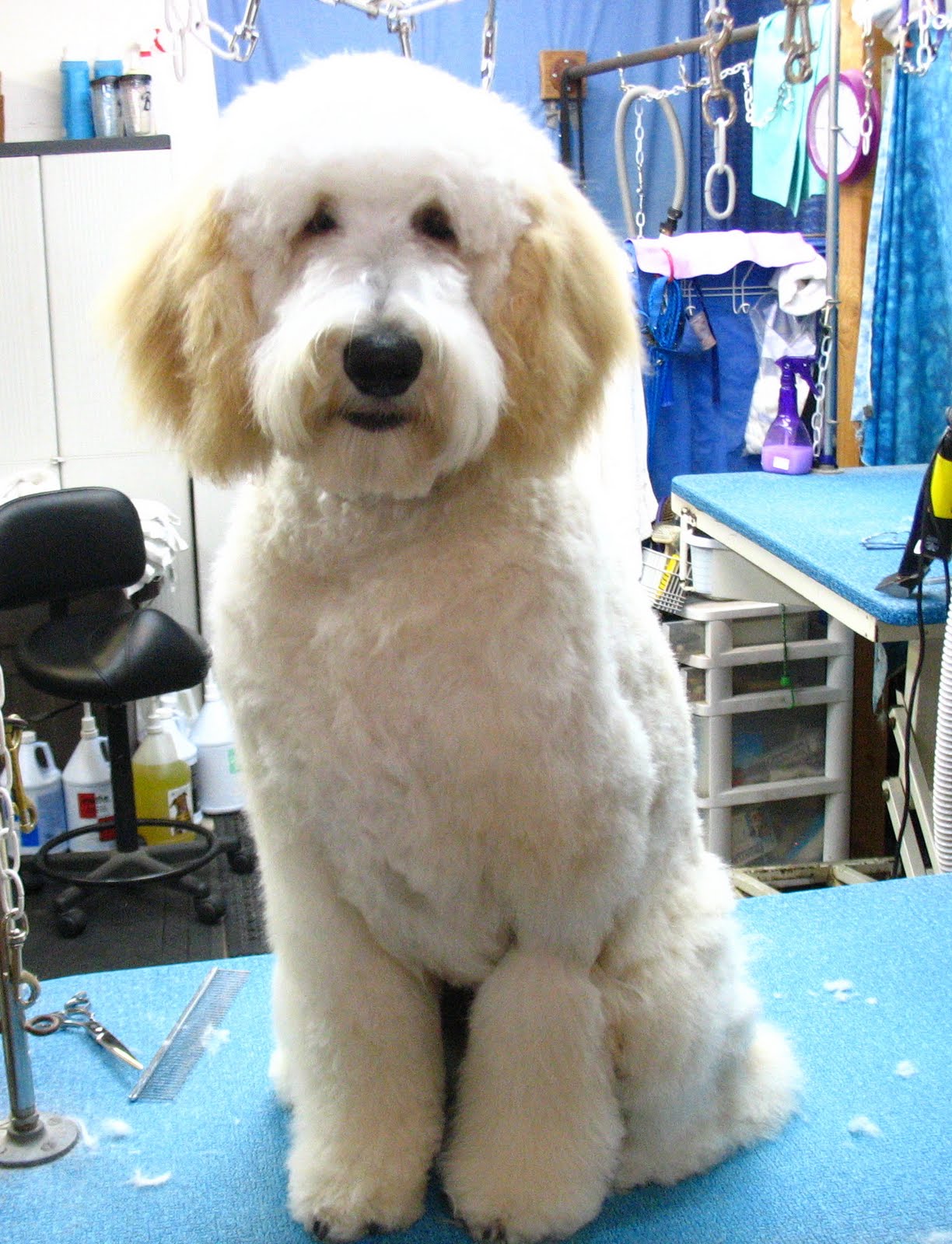 Goldendoodle Haircut Styles 16 New Goldendoodle Haircut Guide