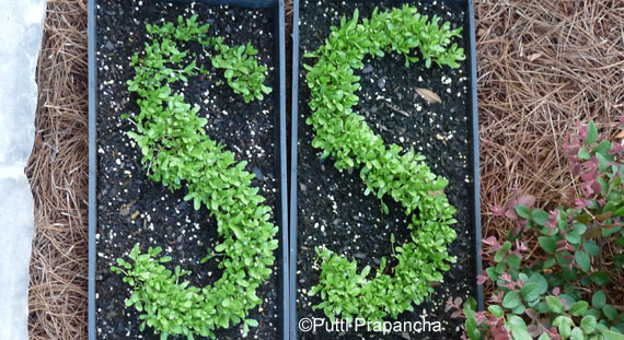 Grow Plants in Letter Shapes - Gardening With Kids {Weekend Links} from HowToHomeschoolMyChild.com Grow Plants in Letter Shapes - Gardening With Kids {Weekend Links} from HowToHomeschoolMyChild.com
