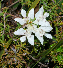 Conospermum caeruleum - Wikipedia