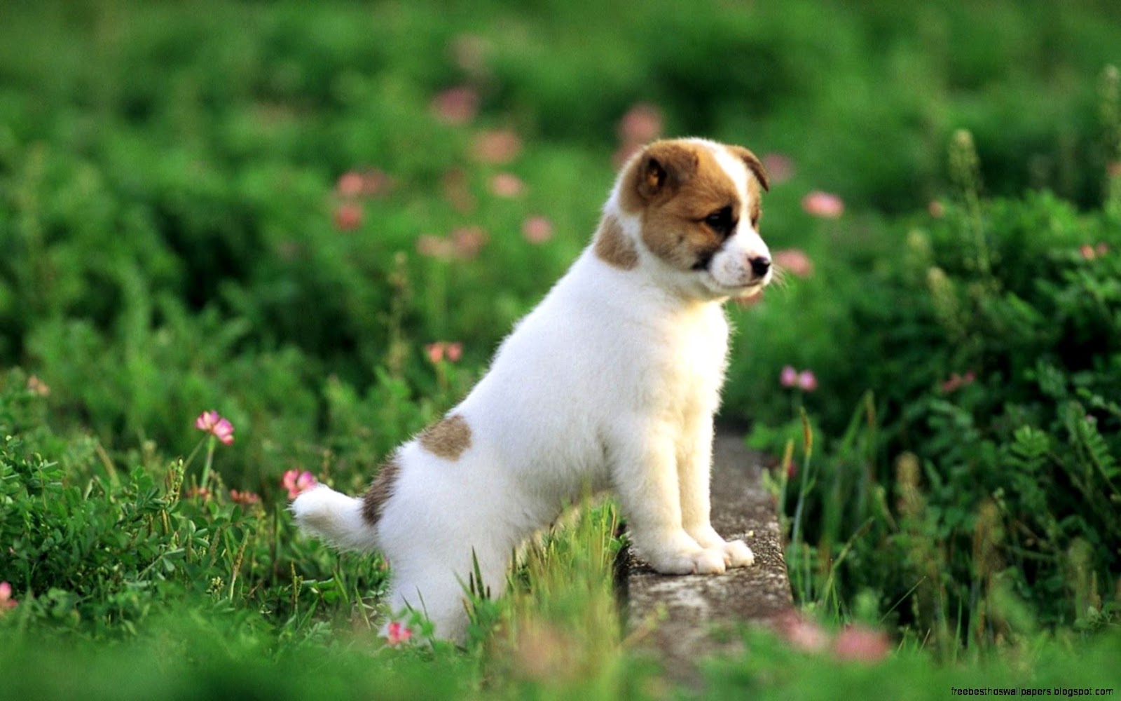 Puppy Dog Desktop Backgrounds Puppy Dog Desktop Backgrounds