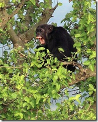 A yelling wild chimpanzee in Kalinzu forest Uganda