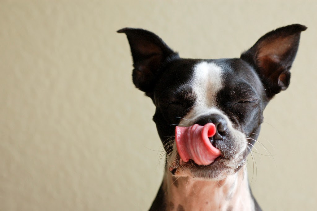 Raise a Green Dog! Simple, easy, frozen chicken broth dog treats!