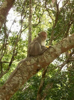 Monkeys at the mountain