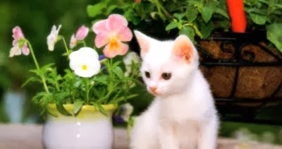 1001 Gambar Keren: Gambar Animal