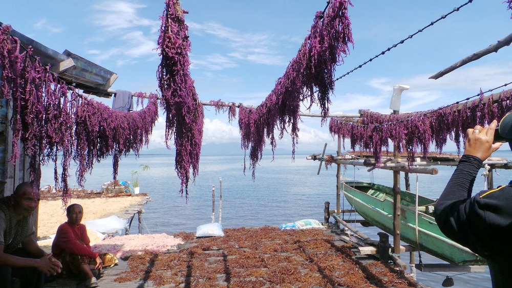 Rumpai Laut Kering Baik Untuk Anda 2020 The Healthy Post