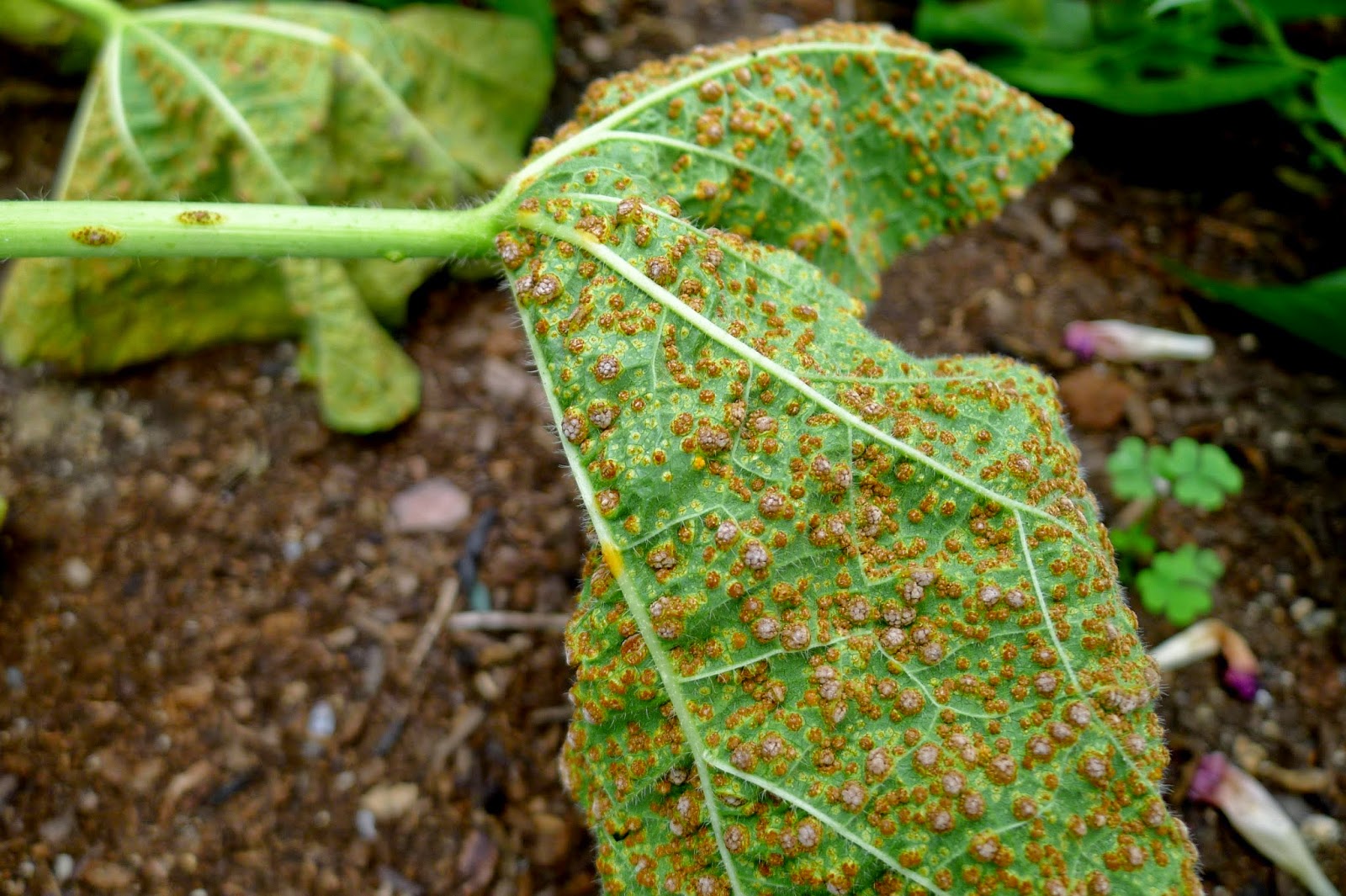 Less Noise, More Green Hollyhock rust a cautionary tale