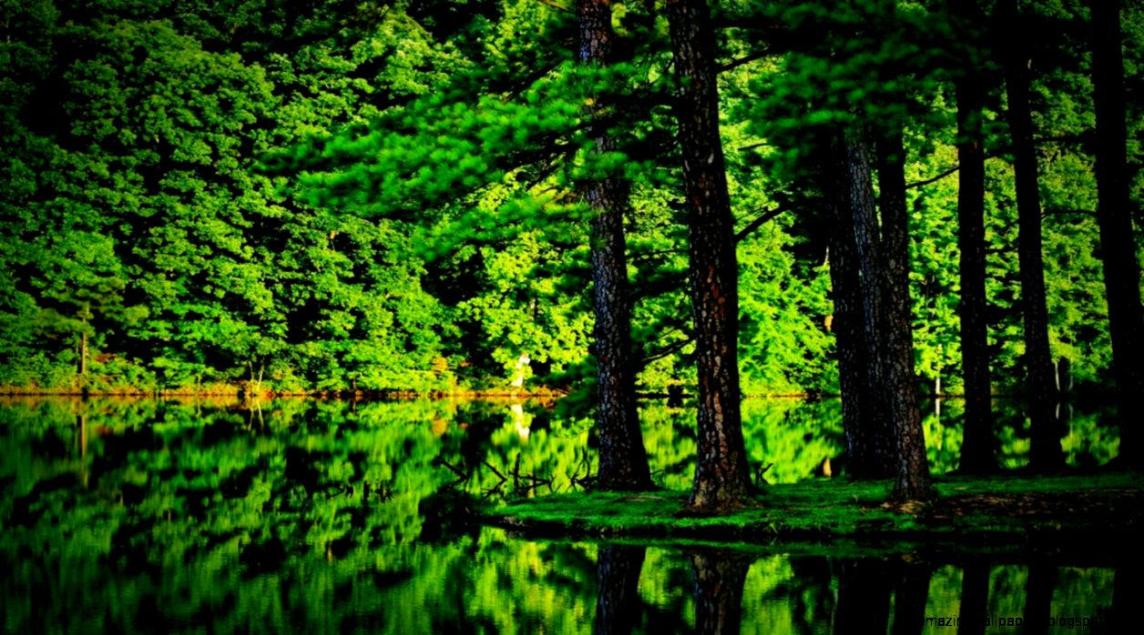 Green Forest best wallpapers images World Visits Green Forest best wallpapers images World Visits