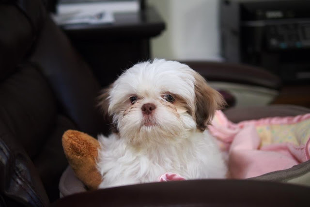 Bubble来到我们家正好10天，刚来的时候有点害羞有点拘谨。说说他有那些进步吧 - 第3天就学会了上楼，第7天学会了下楼。这对一个才4磅多的短腿小Puppy是很不容易的，如果没有胆量和技巧是做不到的。体重长了0.6磅，这对小小的他来说是很大的比例了。我呢倒是轻了3磅。我一直想减但一直减不掉，这下倒是如了我的心愿了 ^-^