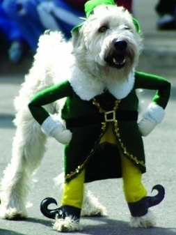 elf-dog-costume2-medium.jpg