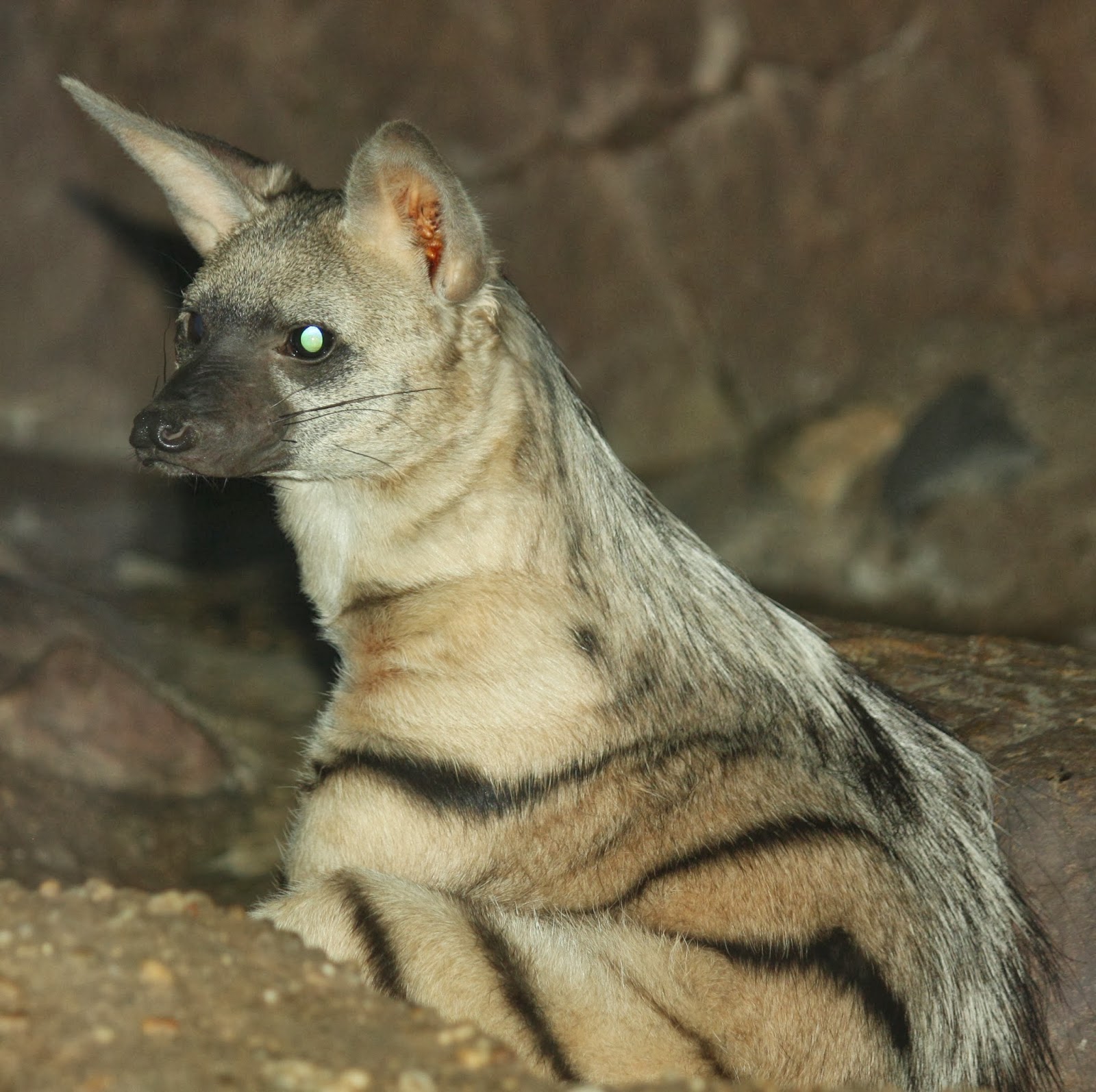 Aardwolf, Aardwolf Reproduction, Food Aardwolf part 2 - veterinary online