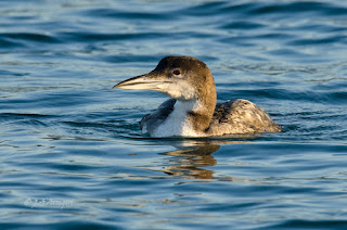 Colimbo grande, Gavia immer, Great Northern Diver