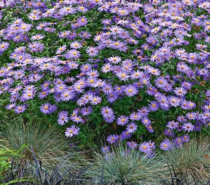 Inverno Aster Bronzo TAPPETO-Chrysanthemum indicum