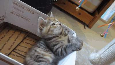 Funny cats - part 88 (40 pics + 10 gifs), kitten hypnotized by a little bell gif