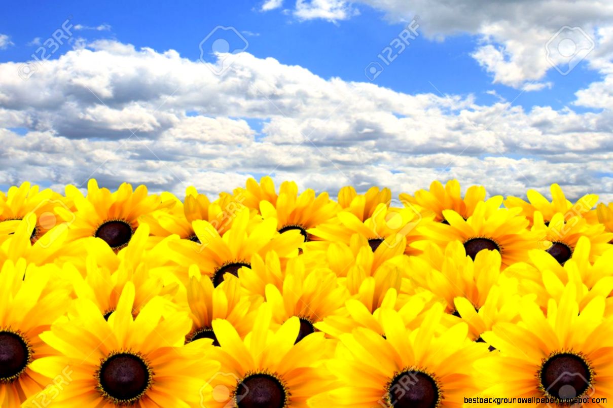 Vivid Yellow Summer Flowers Against A Blue Sky Stock Photo Vivid Yellow Summer Flowers Against A Blue Sky Stock Photo