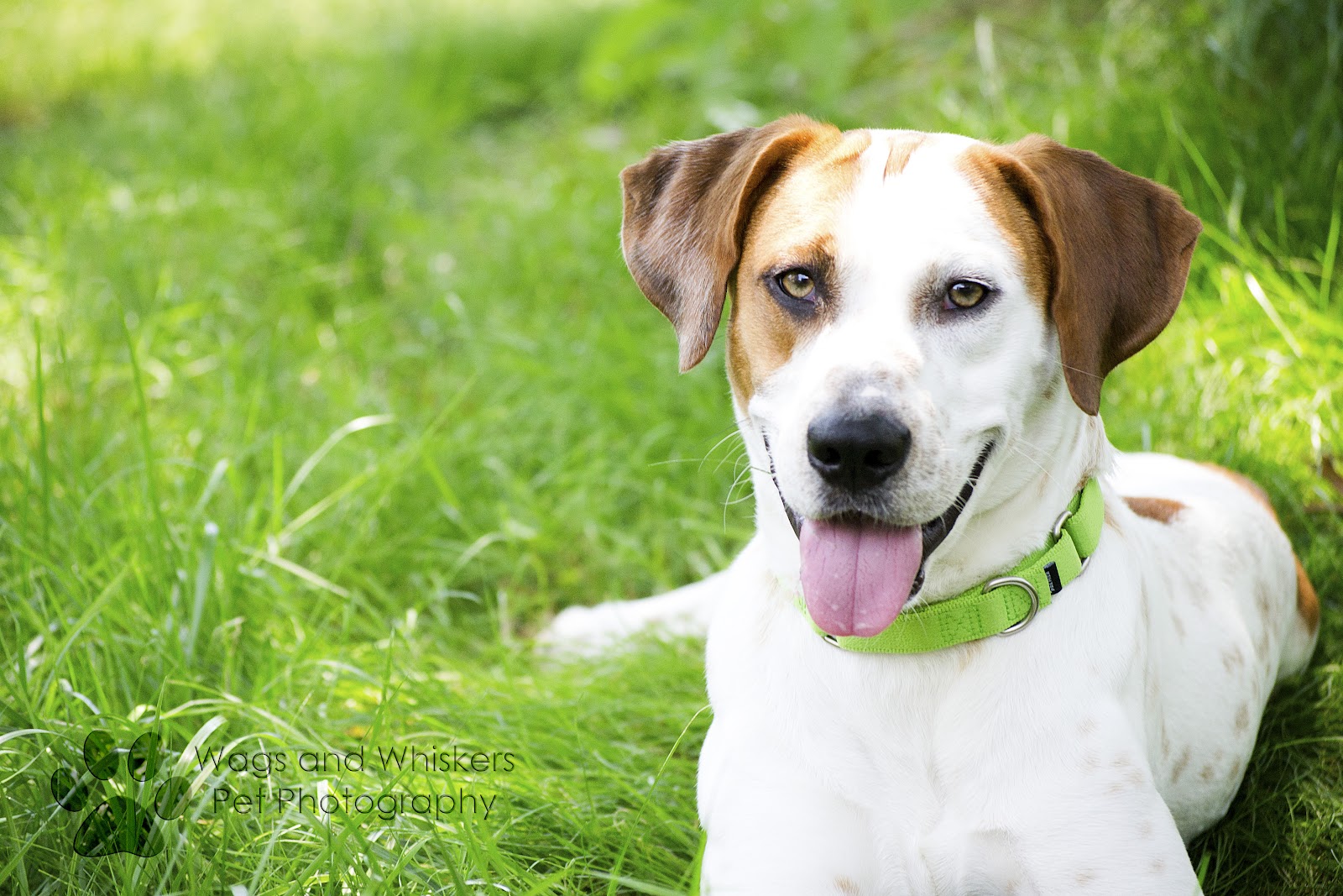 Homeward Trails Happy Hounds Bentley, pointer/hound 10 month puppy