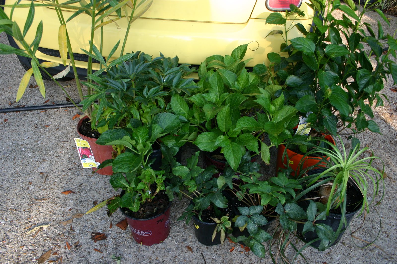 The Vermont Gardener Weigela