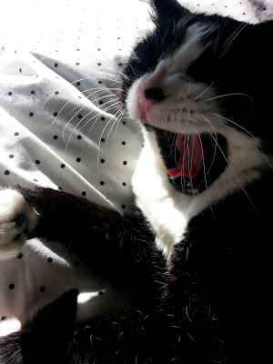 Cat, on a bed, yawning.