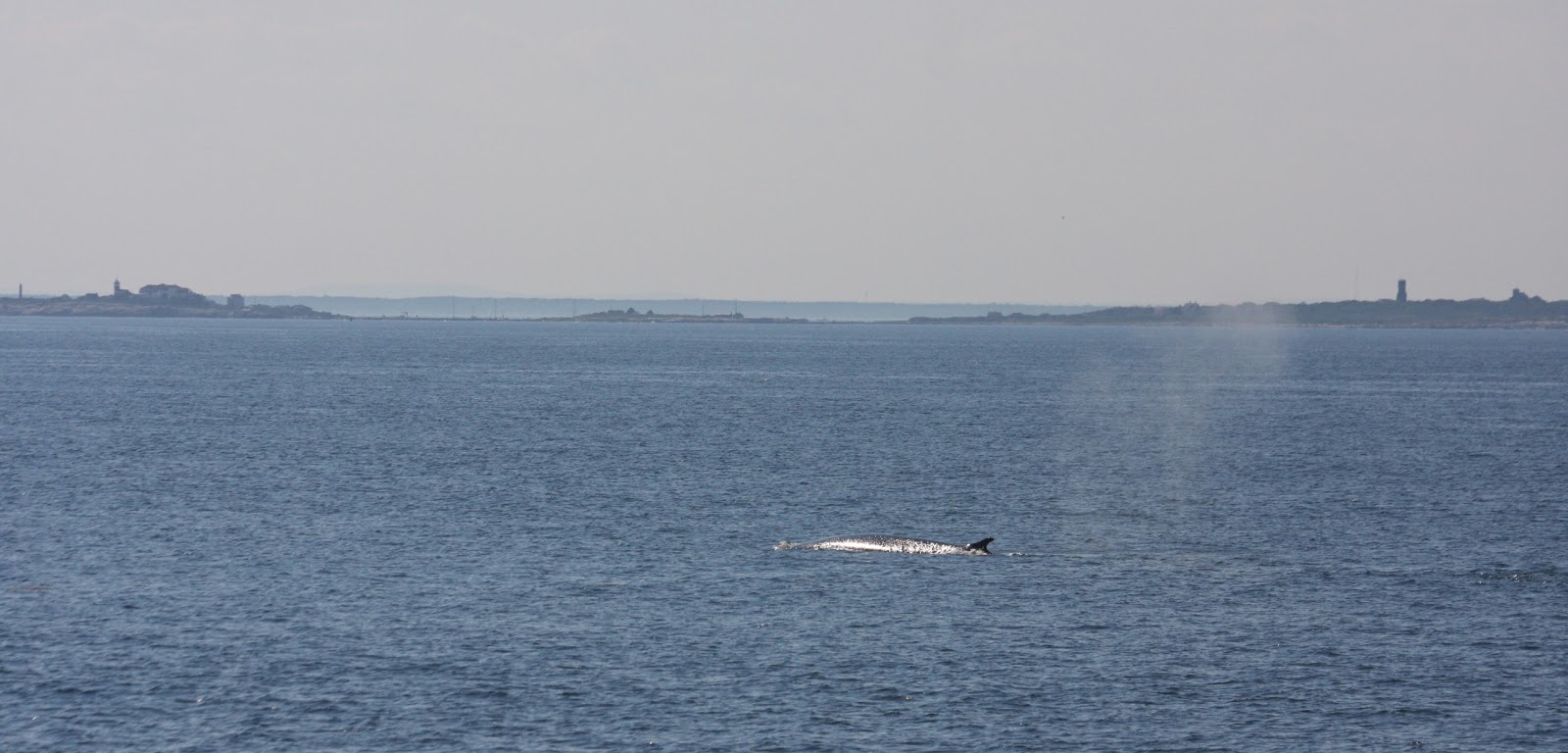 Blue Ocean Society's Whale Sightings July 15 Atlantic Queen