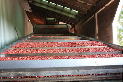 Here the cranberries are dried