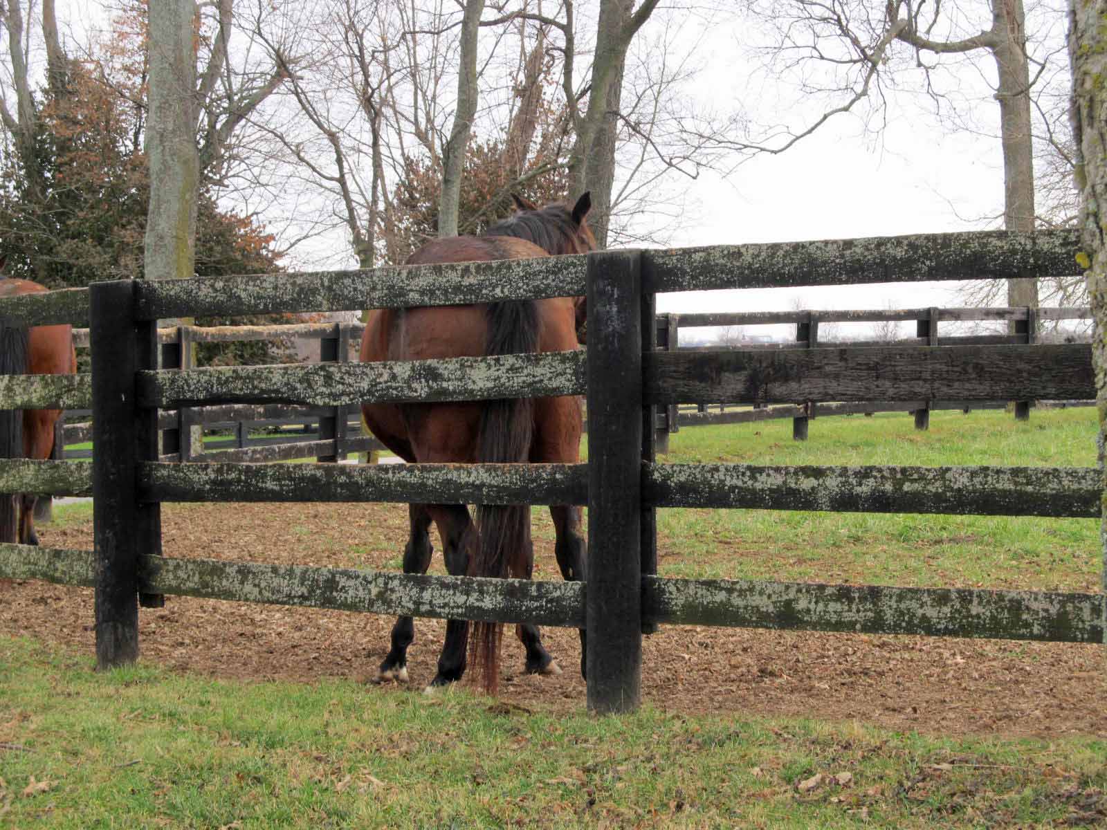 Summit Musings Friday Fences More Kentucky Horse Farms
