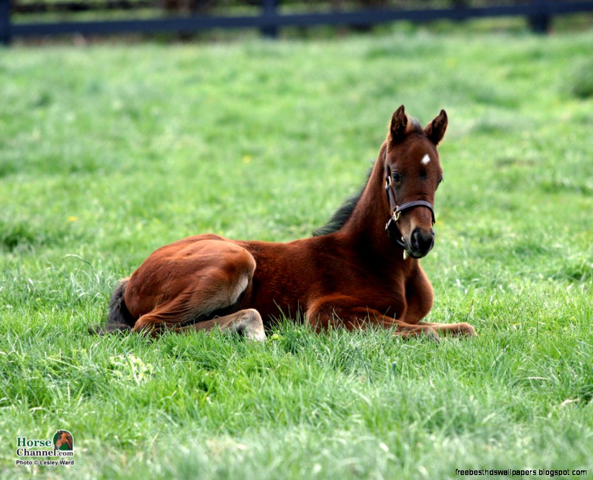 Springtime Foal Screensaver and Desktop Wallpaper Springtime Foal Screensaver and Desktop Wallpaper