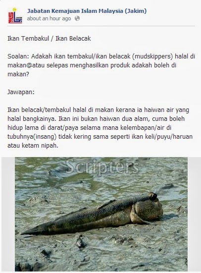 Hukum Makan Ikan Tembakul / Ikan Belacak