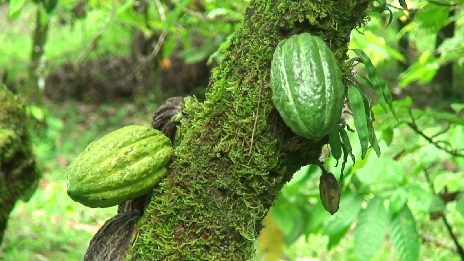 Theobroma: biología de la planta de cacao Almeria - Música - Cultura - Deportes - Ocio: POR SI NO LOS SABES: EL