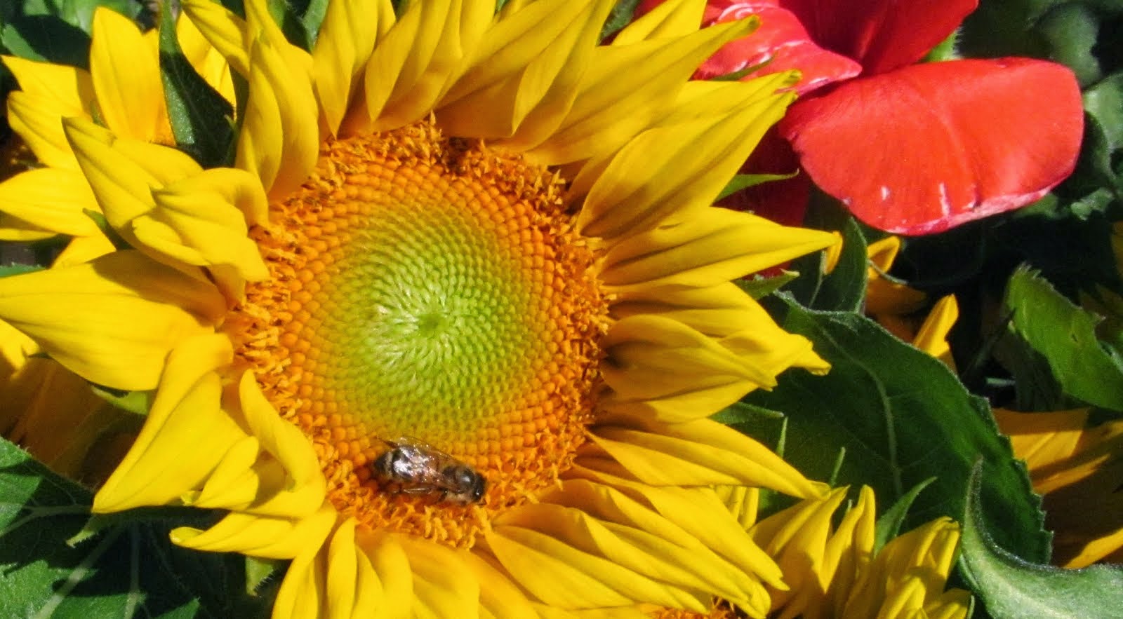 Honey Bee Sunflower