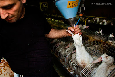 Maior rede de supermercados da Itália anuncia que não venderá mais foie gras