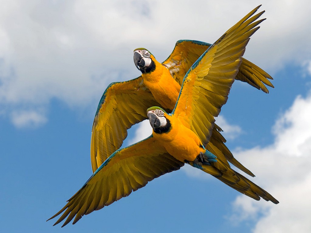 http://3.bp.blogspot.com/-bY6ruqgqRWo/UTqYxTE0MGI/AAAAAAAADX4/zGIyIWrXAnA/s1600/Parrot+wallpaper+2012+06.jpg