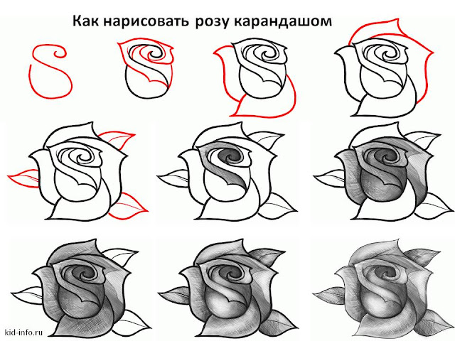 Рисовать розу карандашом поэтапно для начинающих Уроки рисования карандашом поэтапно для начинающих
