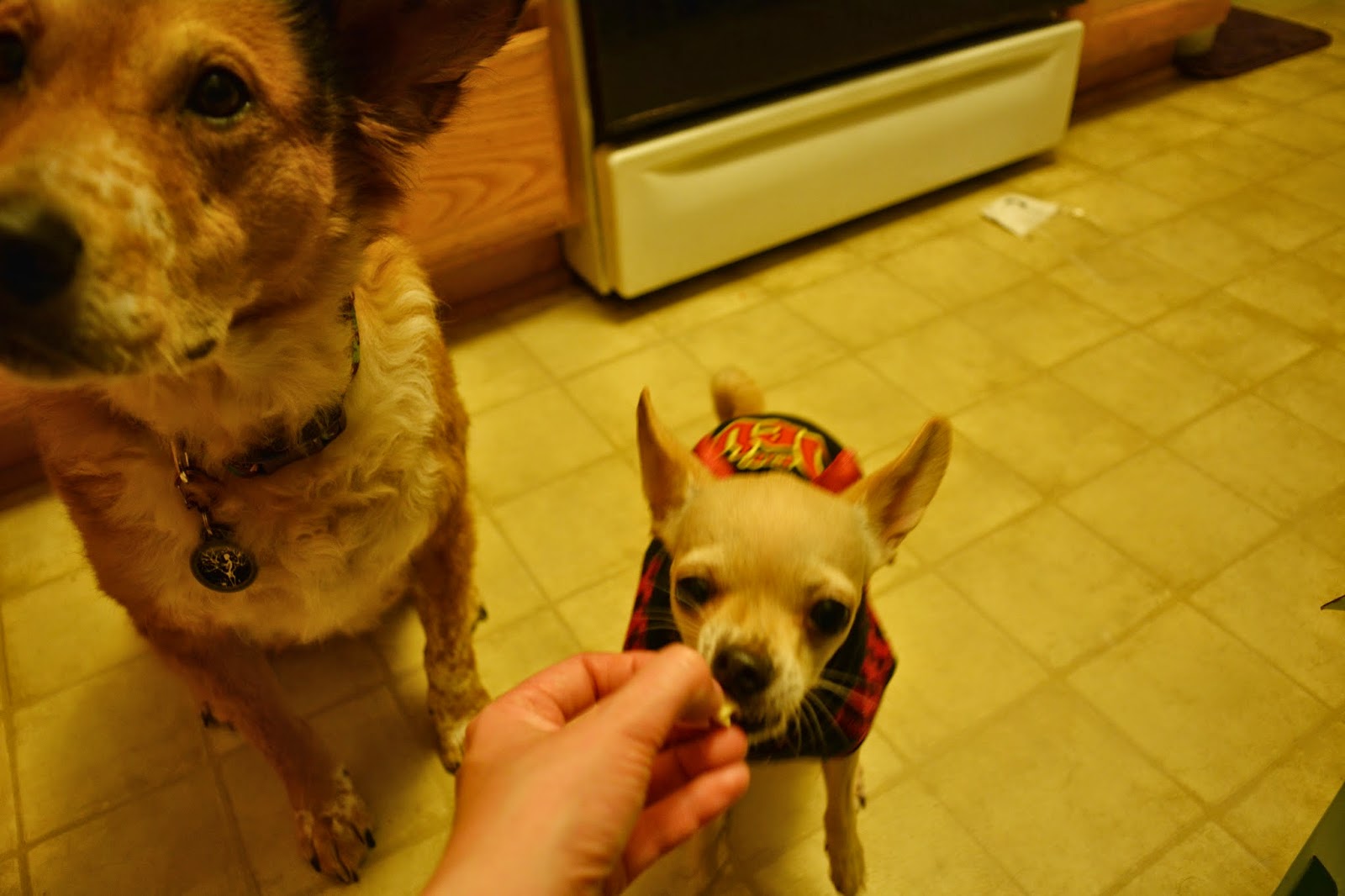 The Dog Geek 10 Ways to Get Pills Into a Dog.