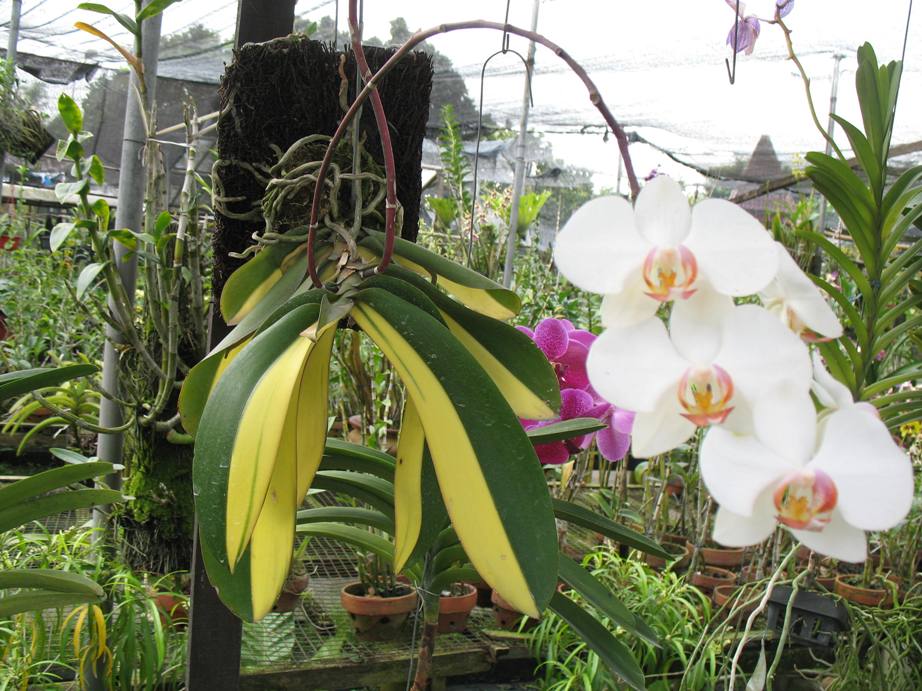 jual anggrek murah feyord orchid jual anggrek murah feyord orchid
