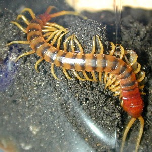 a centipede