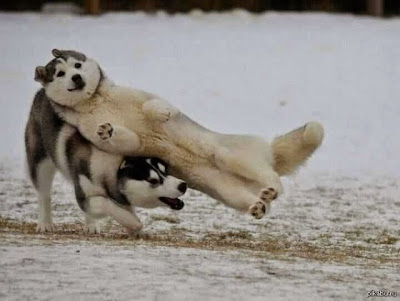 Los 19 Photobombs animales más divertidos Los 19 Photobombs animales más divertidos