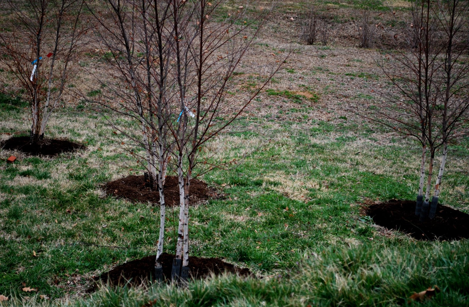 Community Planting Trees Community Planting Trees