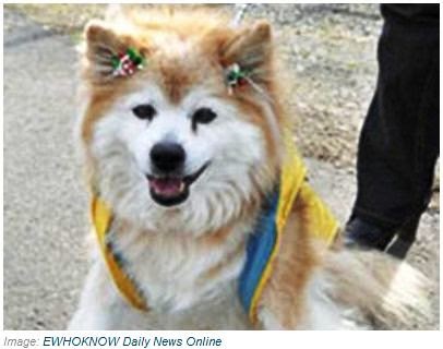 コーギーと英字新聞 ギネス最高齢の犬は日本の雑種犬