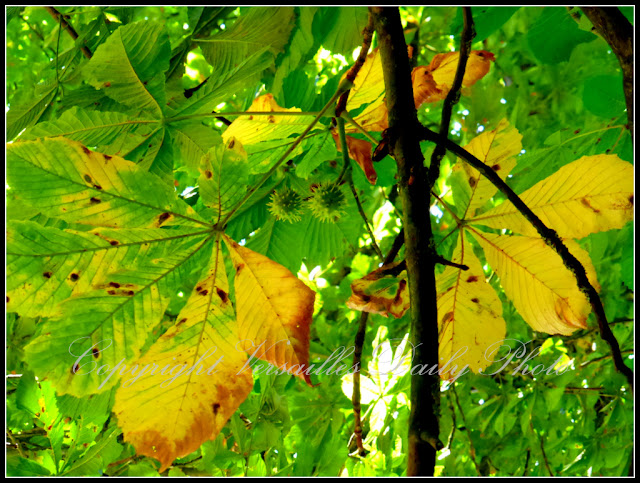 Marronniers malades Domaine Madame Elisabeth Versailles