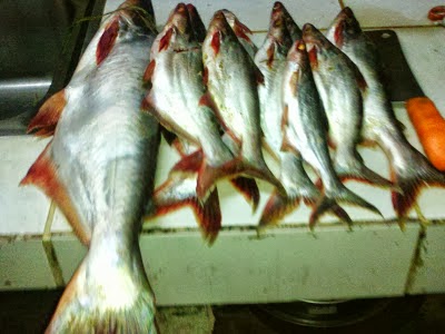 Ikan Patin Dengkil, Banyak Tak !!..