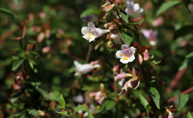 Abelia Parvifolia Flowers