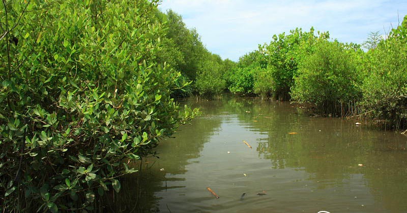Mangrove Kajian Ekologis Dan Sosial Ekonomis Kajian Perikanan