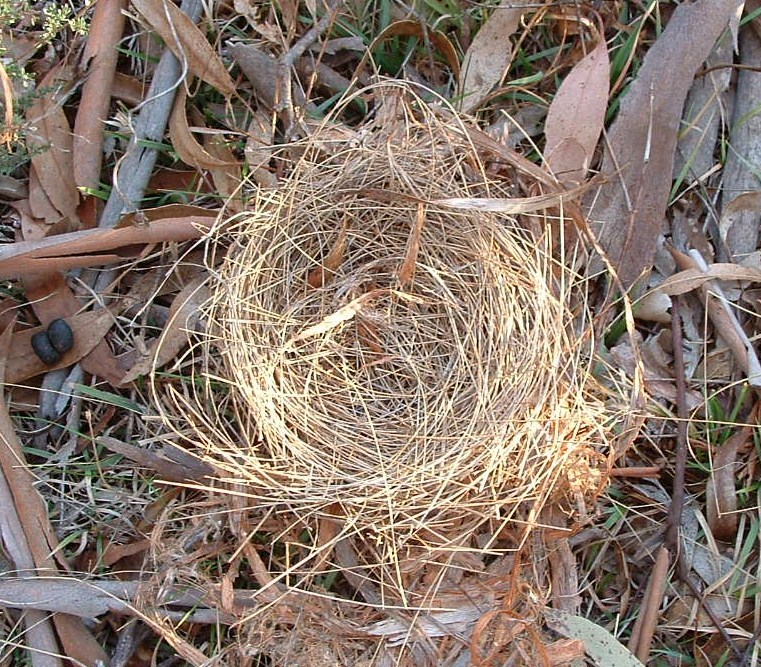 A Woodsrunner's Diary Tinder Confusion!