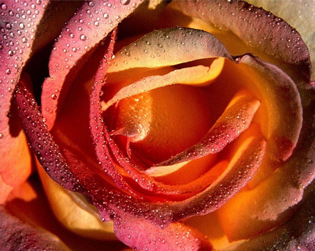 Communication on this topic: Flower Tucci, flower-tucci/ Forum on this topic: E. G. Daily, flower-tucci/