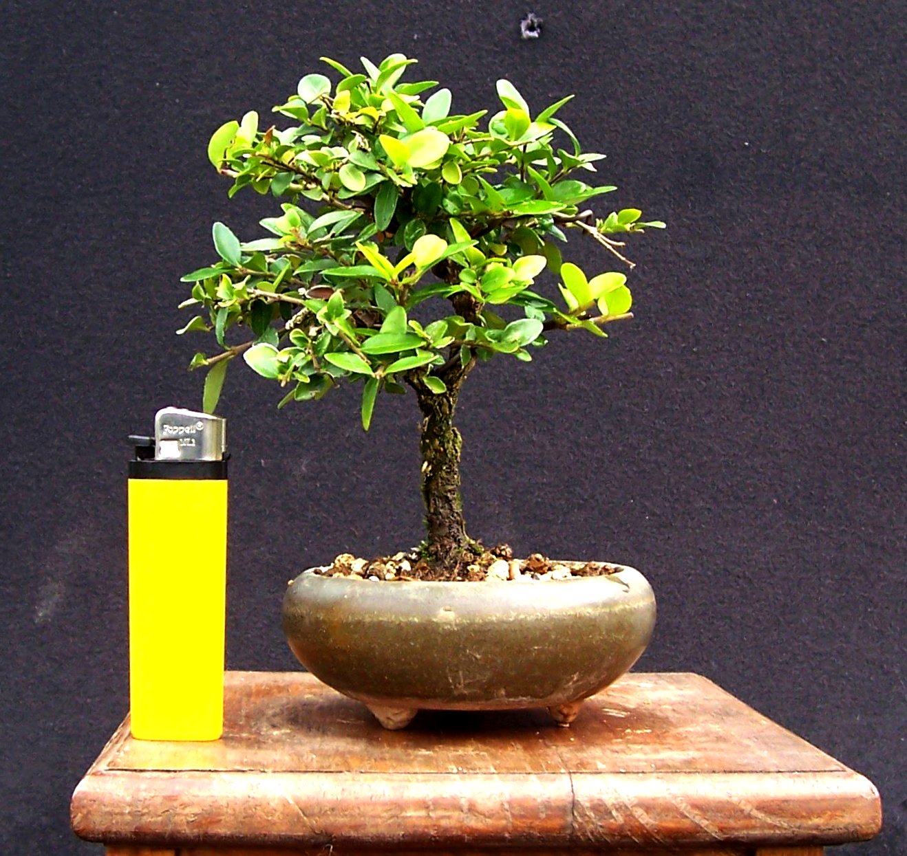 MiKo Bonsai Mame and Shohin Bonsai