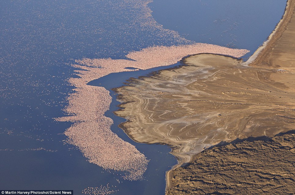 East Africa Exposed: Lake Borgoria and the Flamingo Migration