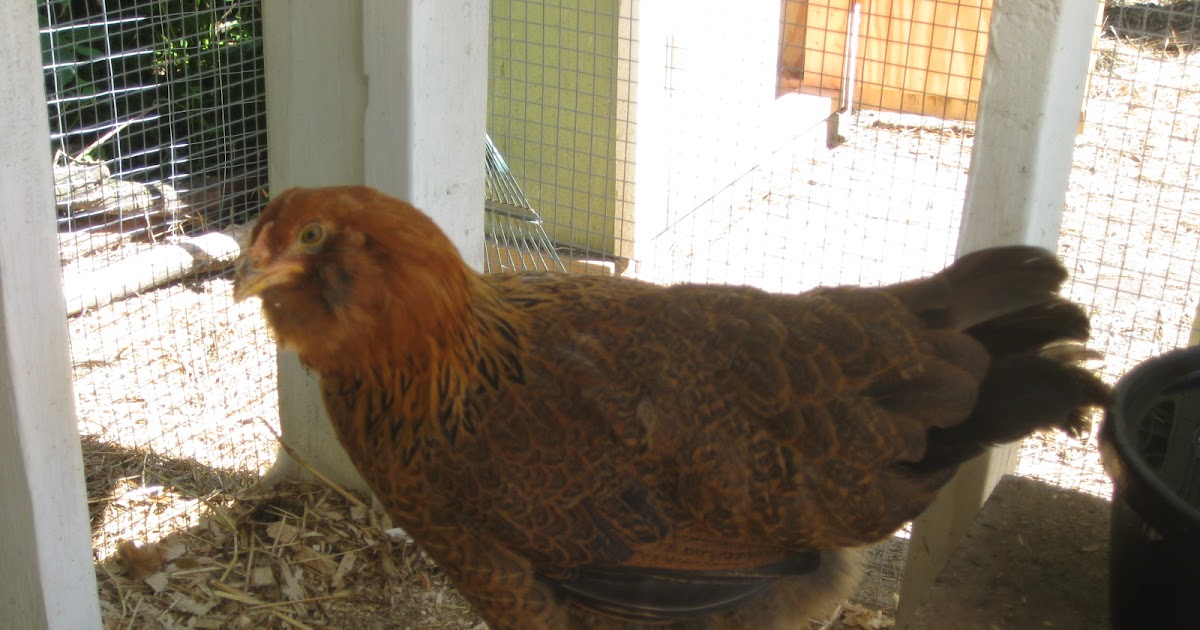 Red Bucket Farm Poopy Chicken Butt