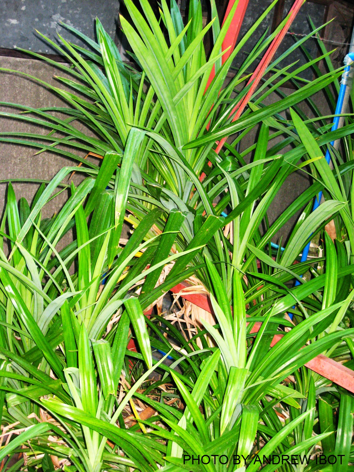Ako si ANDREW IBOT! Pandan ( Pandanus odoratissimus L. )