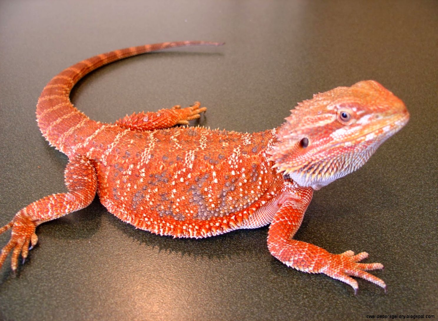 Bearded Dragon Colors Types | Wallpapers Gallery