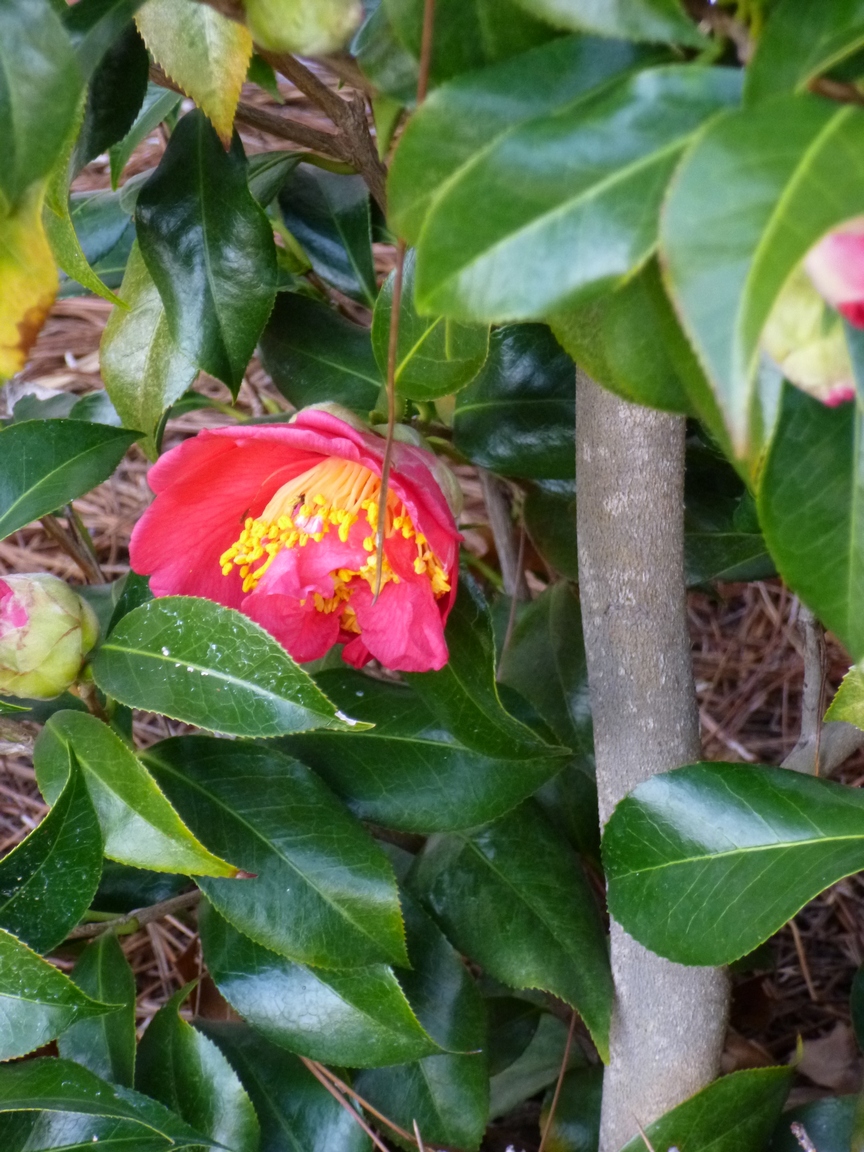Garden of Aaron Camellia in Bloom and Aquilegia Returns