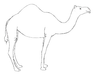 Drawing Camel